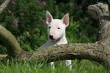 BULL TERRIER MINIATURE 176
